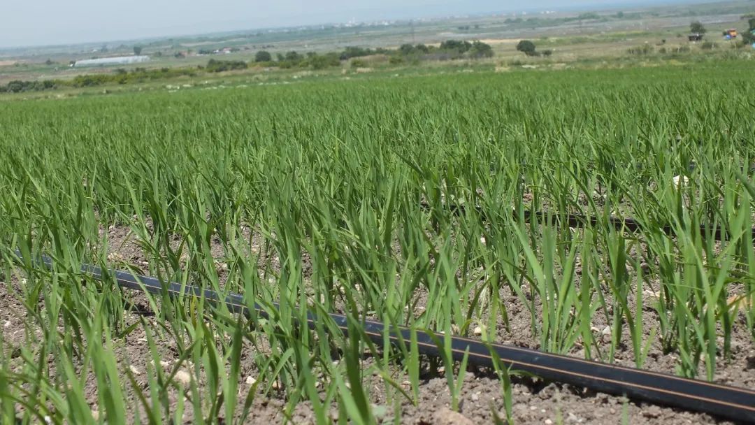 Trust G&N HDPE pipe suppliers for hydroponics.
