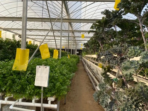 G AND N FORTUNE LIMITED offers top greenhouse hydroponic systems for modern agriculture.