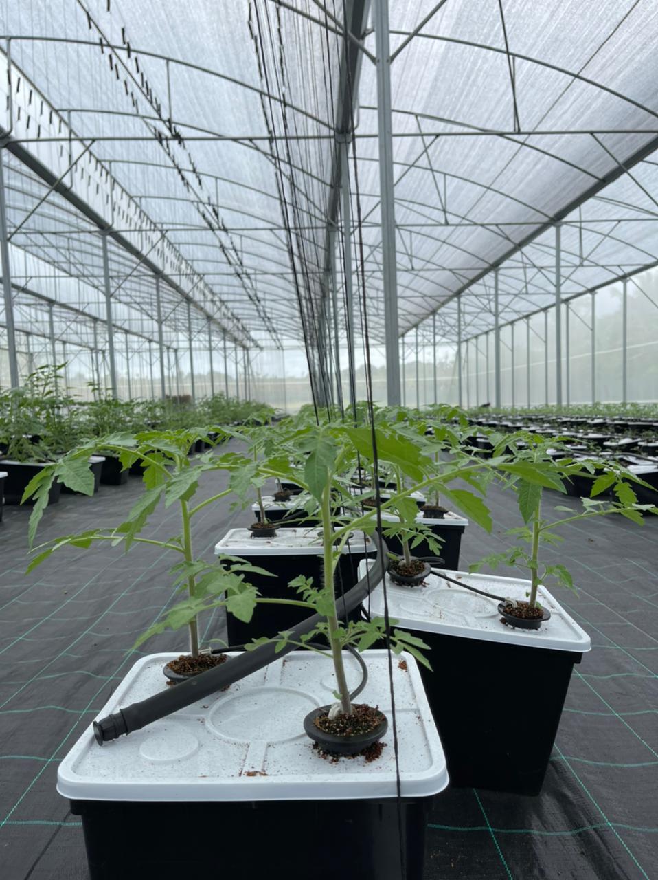 G AND N FORTUNE LIMITED's hydroponic Dutch bucket design