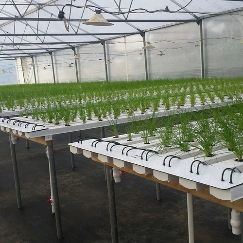 G AND N FORTUNE LIMITED designs advanced hydroponics hydroponic systems for modern farming.