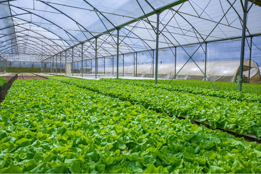 G AND N FORTUNE LIMITED's advanced hydroponic system.