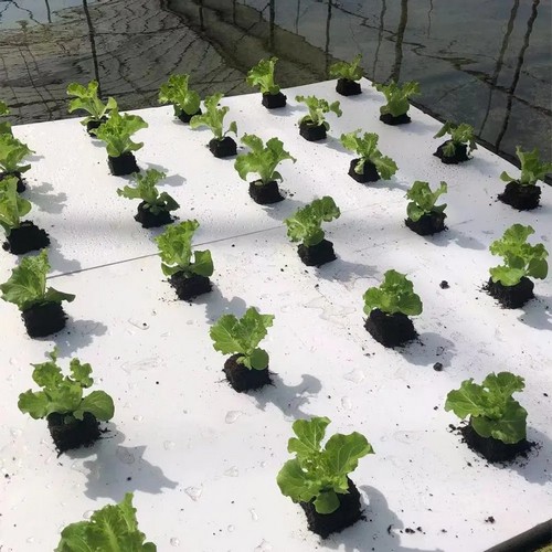 G AND N FORTUNE LIMITED's float rafts for pool in hydroponics.