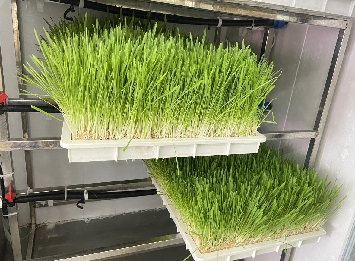 G AND N FORTUNE LIMITED's Fowl and Fodder Ohio Hydroponic