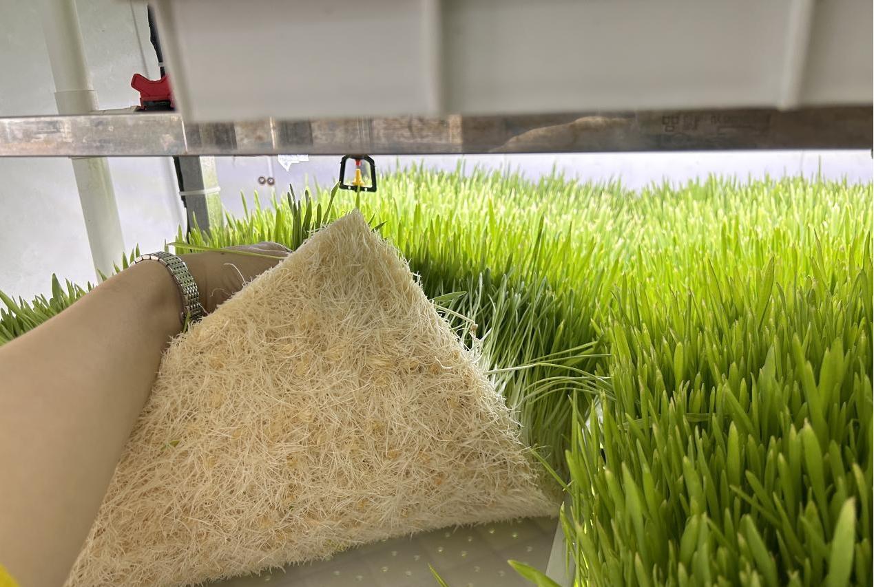 G AND N FORTUNE LIMITED's Hydroponic Growing Equipment
