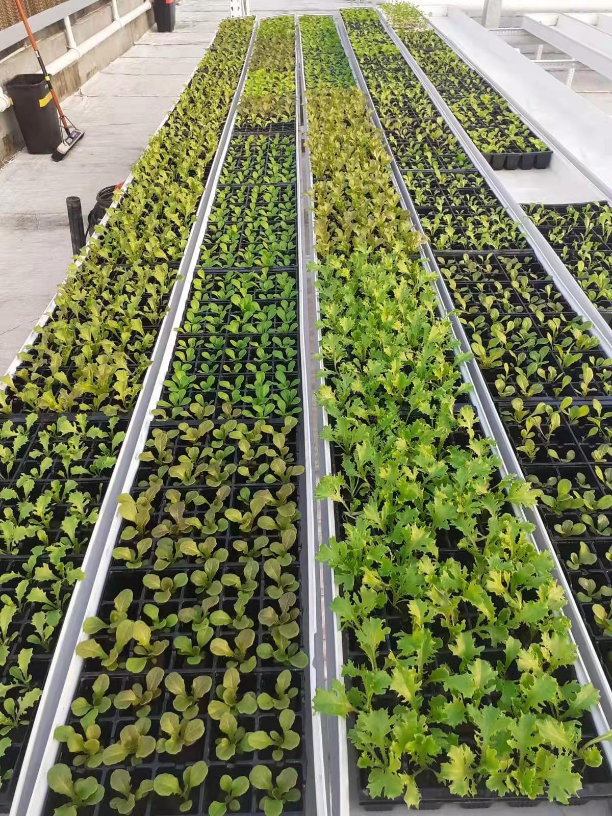 G&N Fortune's hydroponic animal fodder system