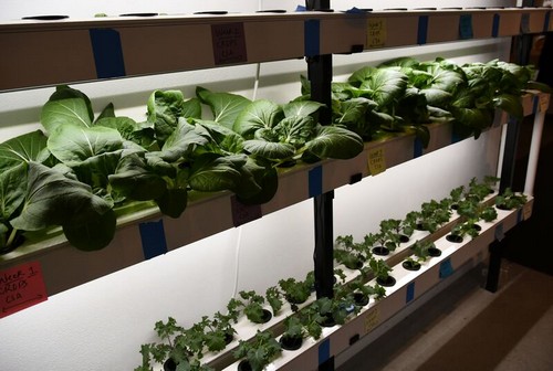 G AND N FORTUNE LIMITED’s best indoor grow systems: top hydroponic gear.