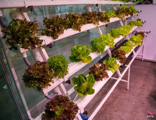 8.Superior hydroponic system grow by G AND N FORTUNE LIMITED