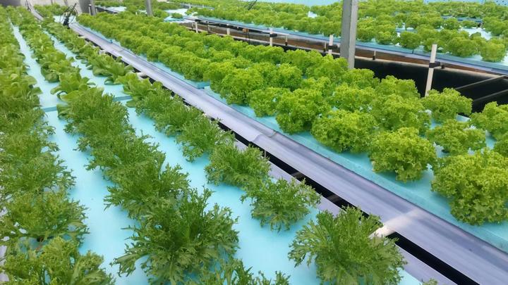 G AND N FORTUNE LIMITED provides high-quality hydroponic garden solutions for efficient indoor farming systems