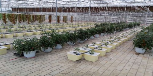 G AND N FORTUNE LIMITED provides dutch bucket hydroponics.