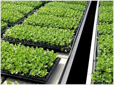 G AND N FORTUNE LIMITED offers trays for seeds for hydroponics.