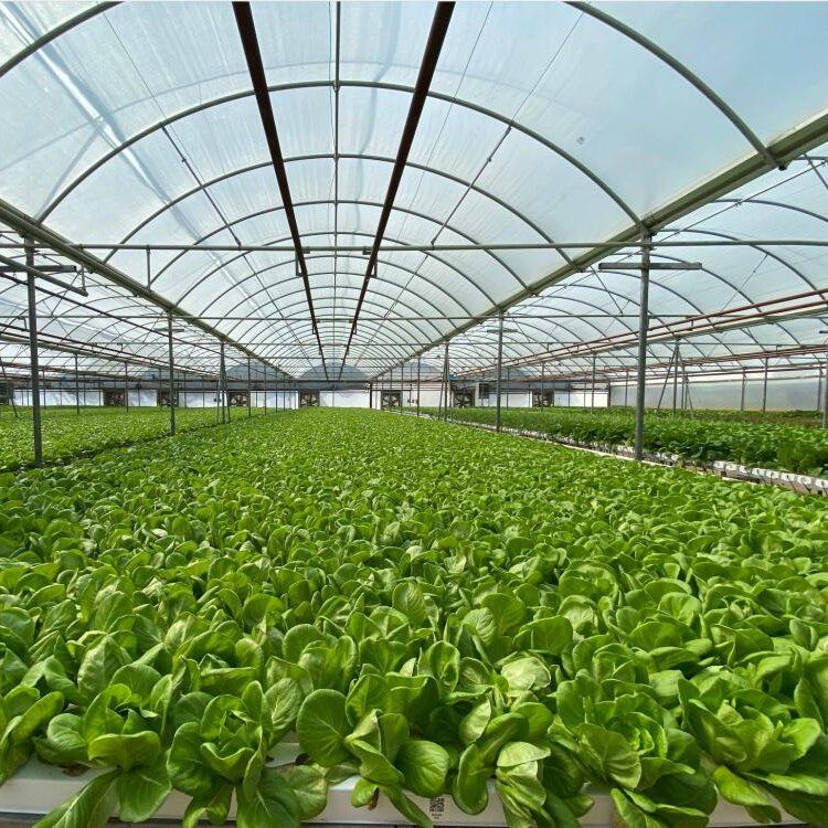 Best hydroponic grow system by G AND N FORTUNE LIMITED.