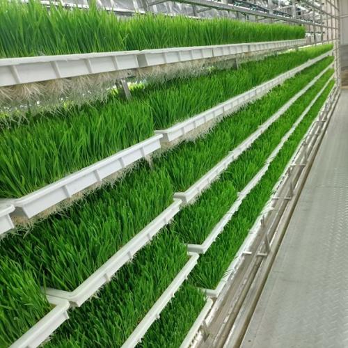 G&N fodder near me: top-tier hydroponic solutions