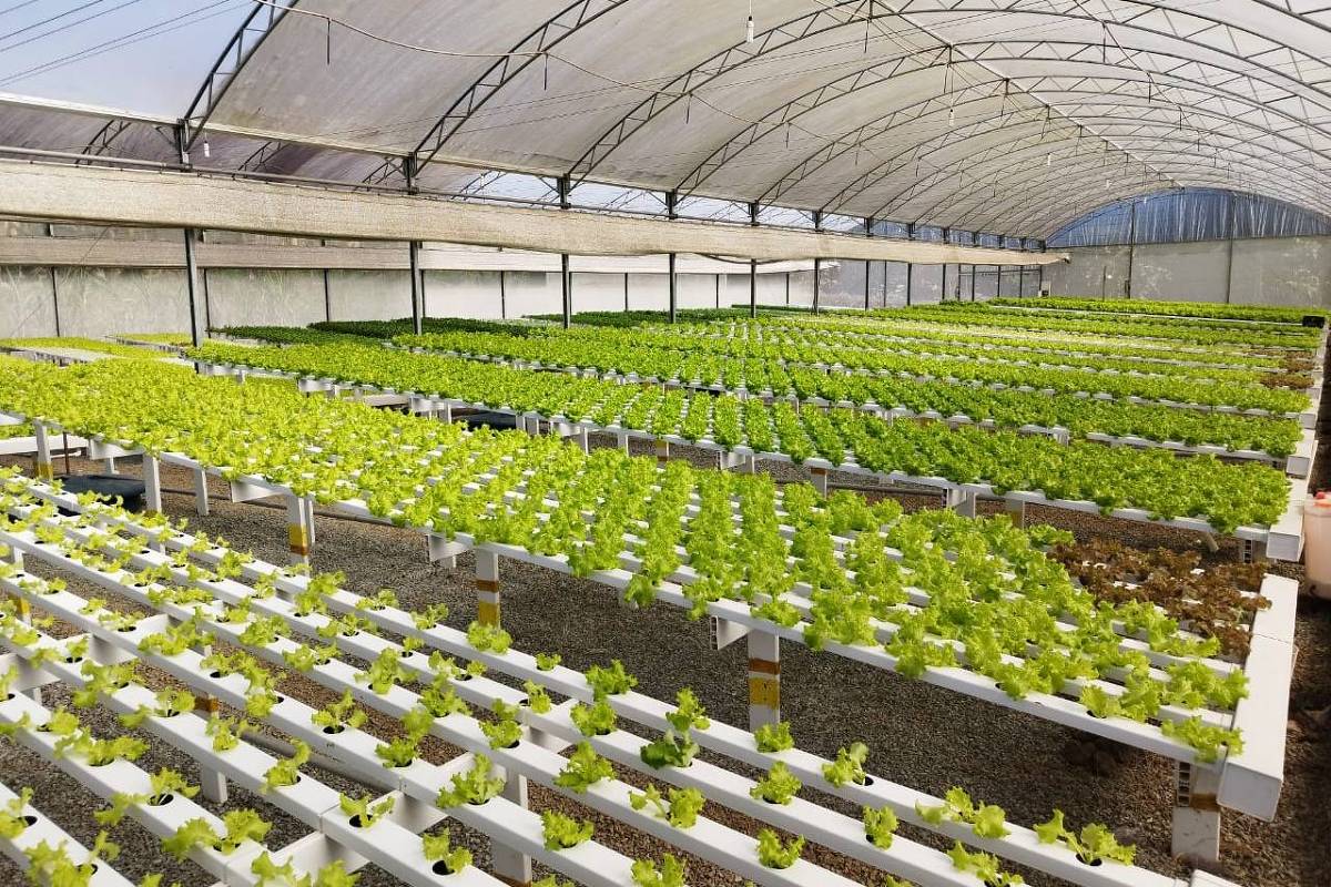 Large hydroponic systems from G AND N FORTUNE LIMITED.