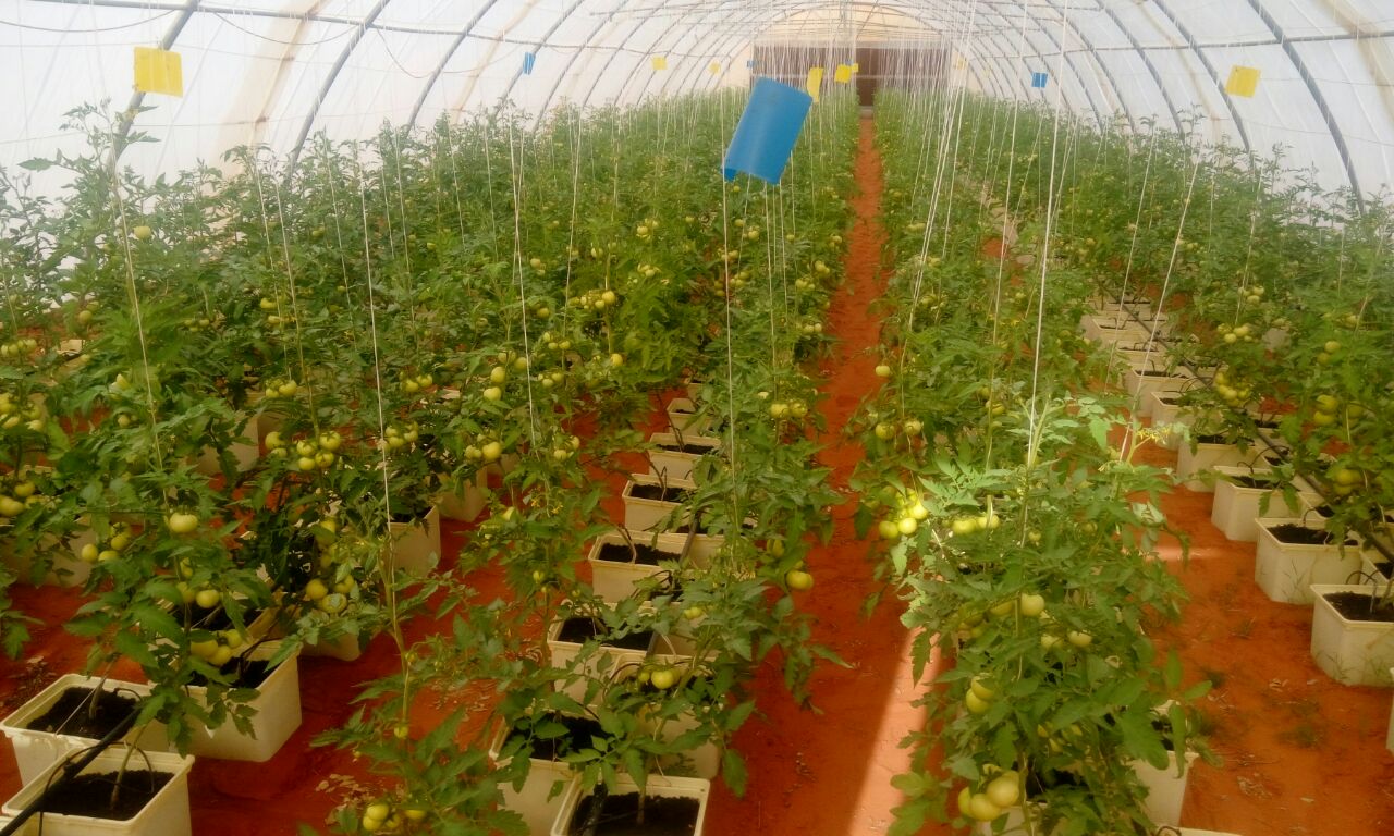 G AND N FORTUNE LIMITED offers Dutch buckets for hydroponics
