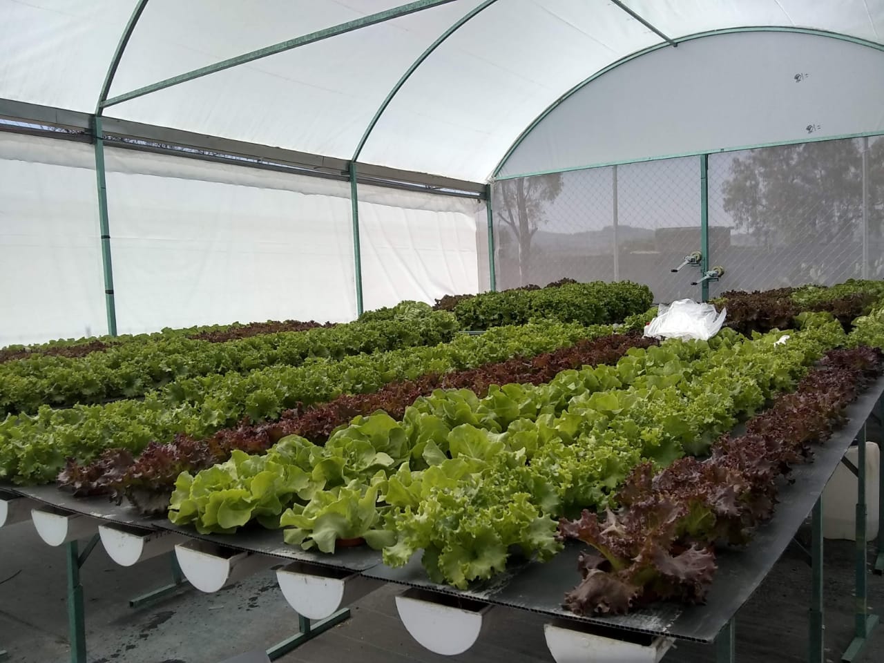 Rdwc hydroponic system from G AND N FORTUNE LIMITED.