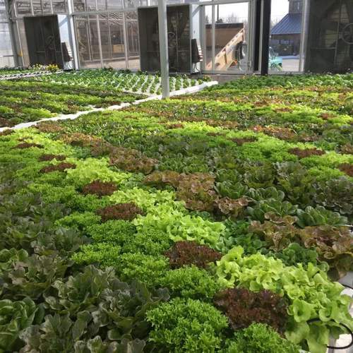 G&N’s automatic plant growing system boosts hydro growth.