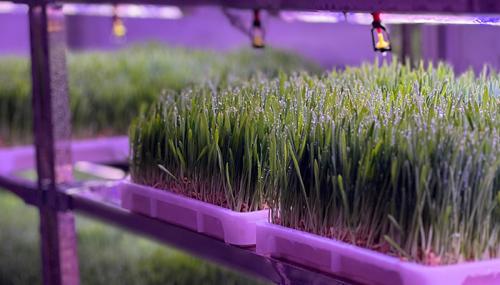G AND N FORTUNE LIMITED premium hydroponic feed