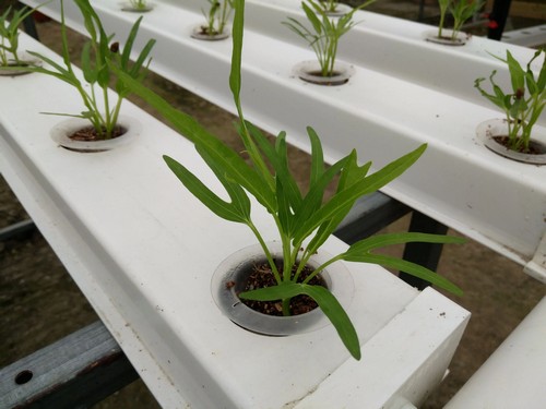 Vertical growing systems by G AND N FORTUNE LIMITED: hydroponic focused.