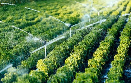 G&N’s sun system grow light boosts hydro plant health.
