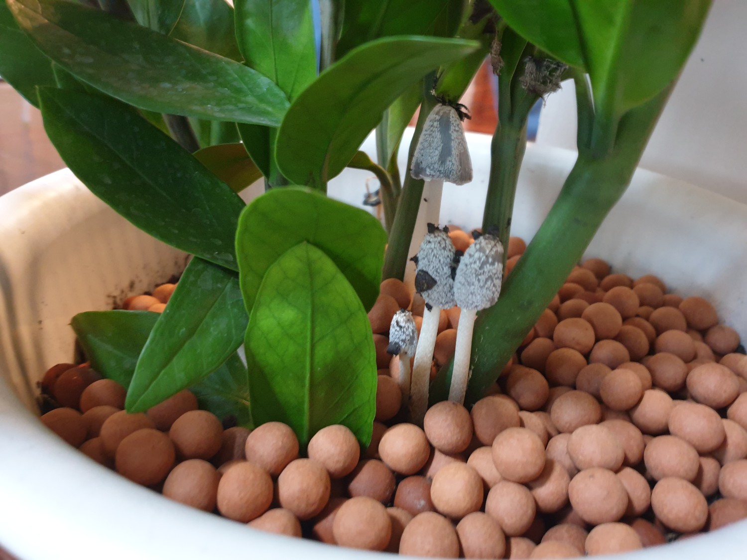 G AND N FORTUNE LIMITED: expanded clay pebbles near me.