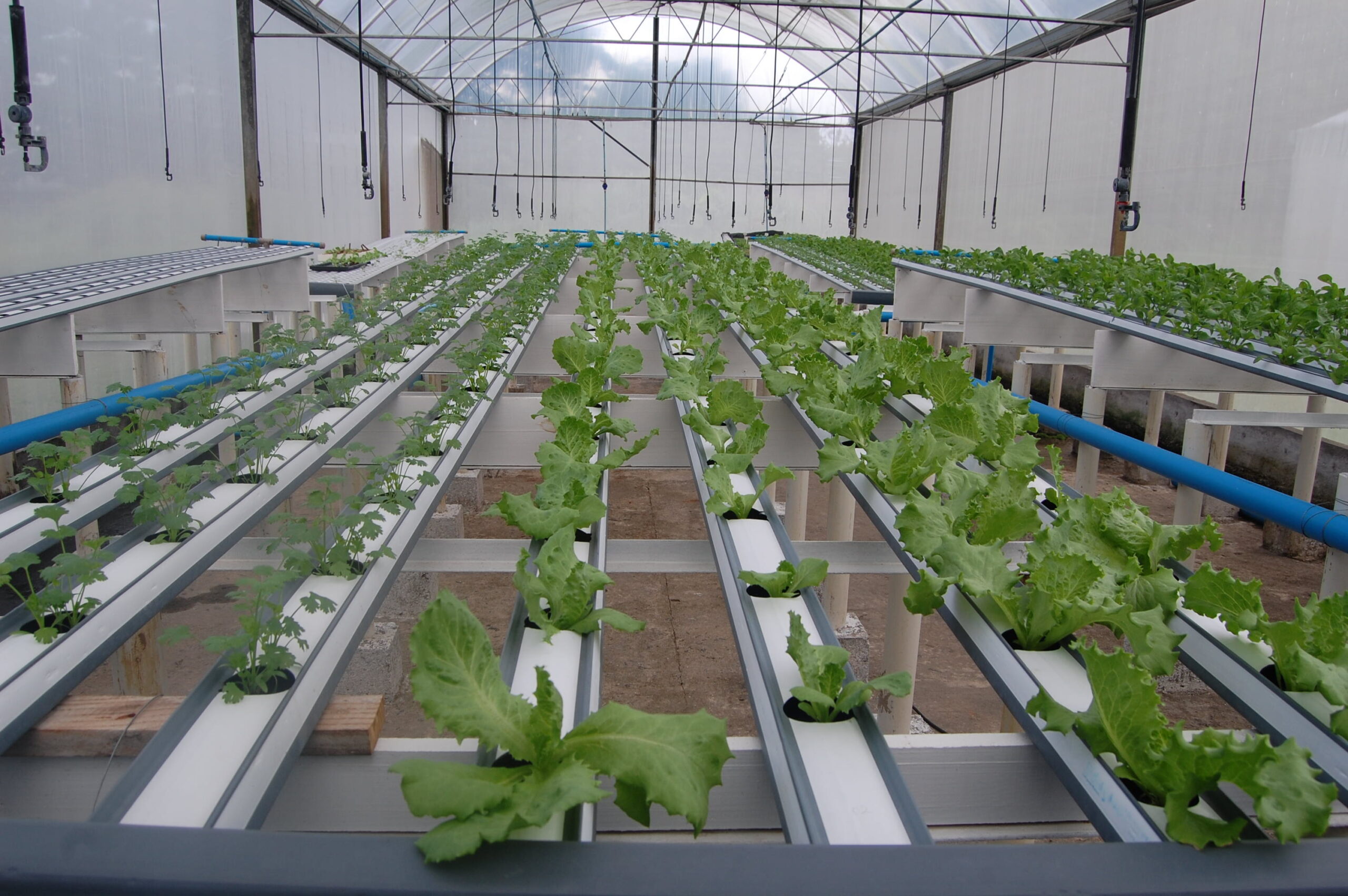 Hydroponic microgreens system by G AND N FORTUNE LIMITED.