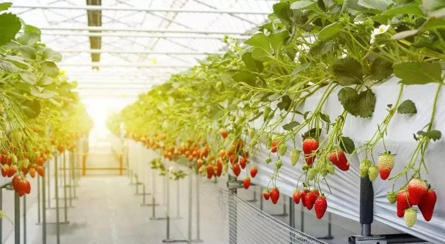Cannabis growing systems by G AND N FORTUNE LIMITED.