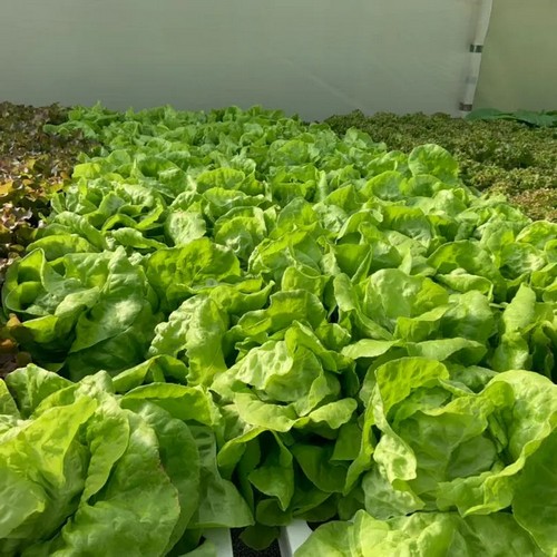 G AND N FORTUNE LIMITED’s hydroponic watering system ensures consistent moisture levels.
