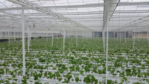 G AND N FORTUNE LIMITED’s general hydroponics 411 farm kit is perfect for beginners.