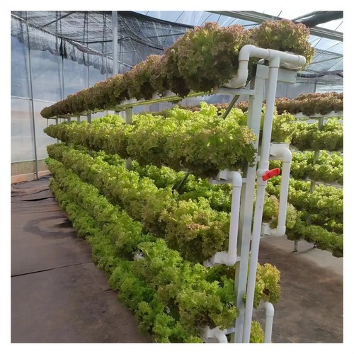 G AND N FORTUNE LIMITED’s hydro growing system simplifies the hydroponic process.