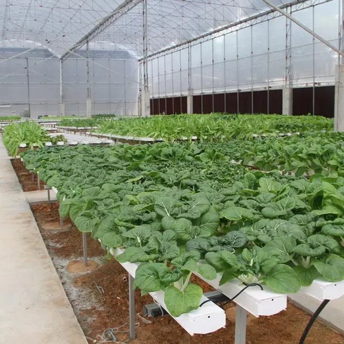 G AND N FORTUNE LIMITED’s hydroponic deep water culture system enhances plant health.