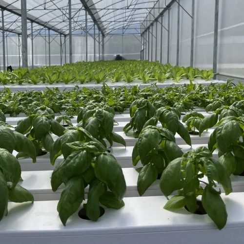 G AND N FORTUNE LIMITED’s microgreen growing system: hydroponic freshness.