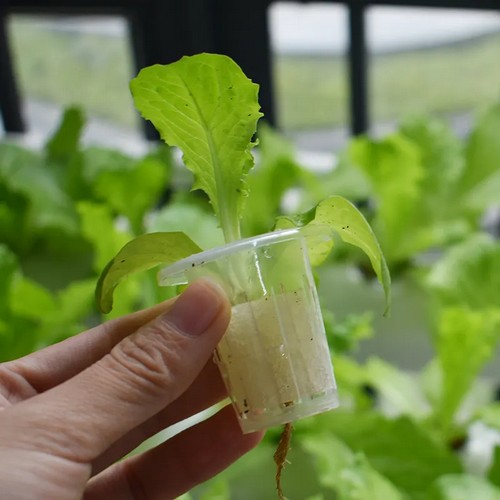 G AND N FORTUNE LIMITED's plants pots for hydroponics.