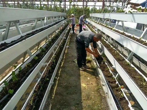 Enhance your greenhouse for hydroponics with G AND N FORTUNE LIMITED's innovative equipment.