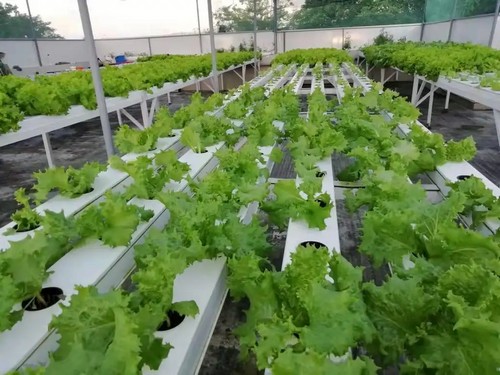 G AND N FORTUNE LIMITED's gear for vertical farming hydroponics.