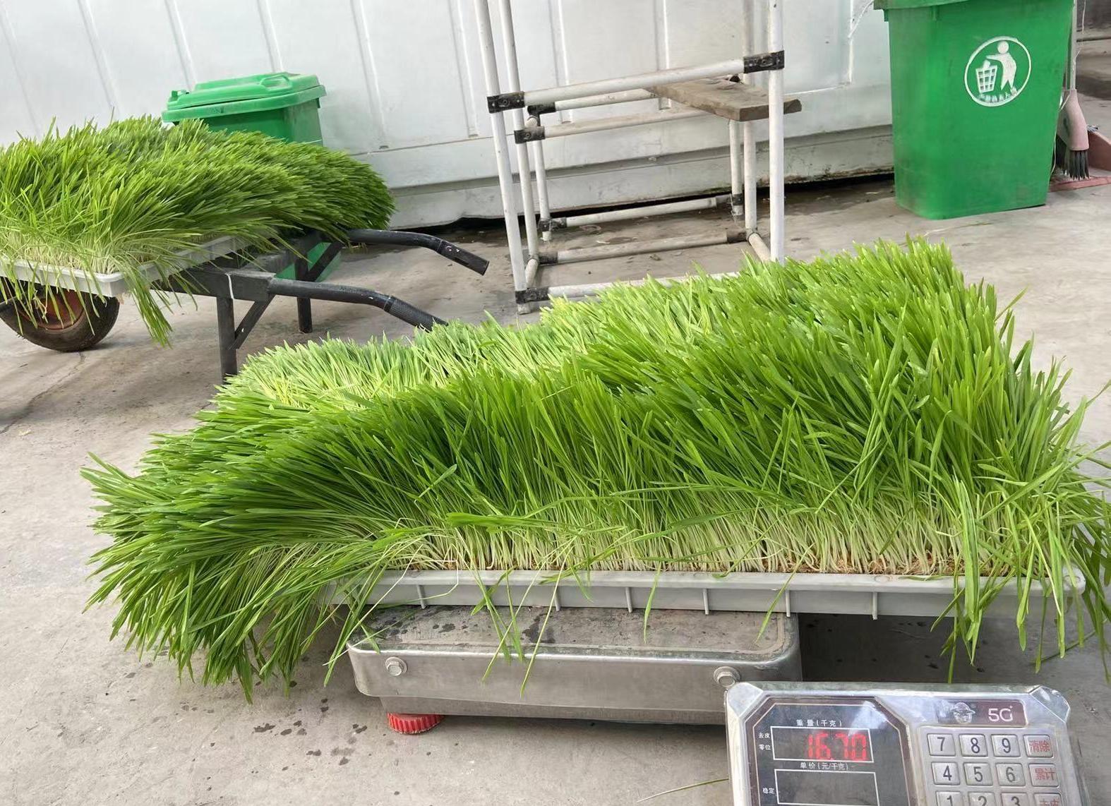 G AND N FORTUNE LIMITED's Fodder Storage in Hydroponics