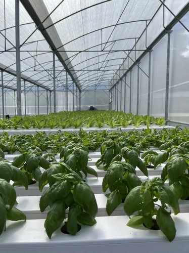 G AND N FORTUNE LIMITED's hydroponic system grow kit