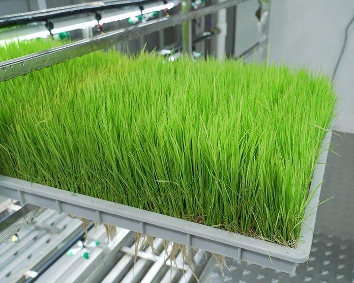 G AND N FORTUNE LIMITED's Aeroponics Fodder Gutter Hydroponic