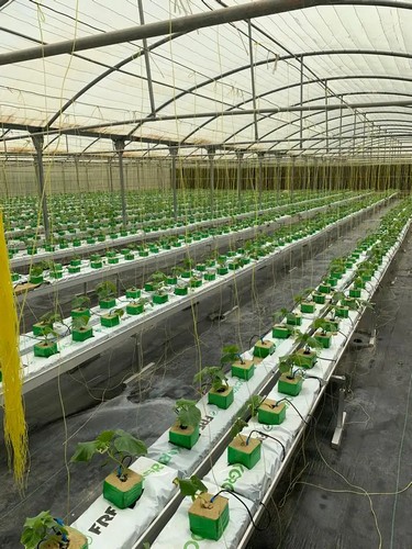 G AND N FORTUNE LIMITED’s hydro tool includes strawberry gutter.