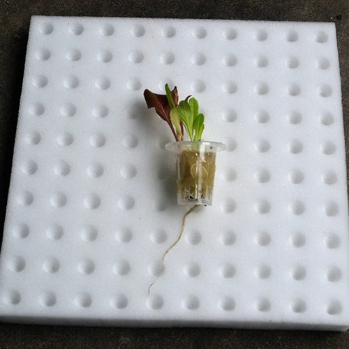 G AND N FORTUNE LIMITED's large hydroponic sponge for hydro.