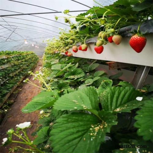 G AND N FORTUNE LIMITED’s hydro tool includes strawberry gutter.
