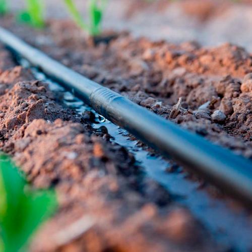 G&N’s seeds for hydroponics grow system thrive in hydro setups.