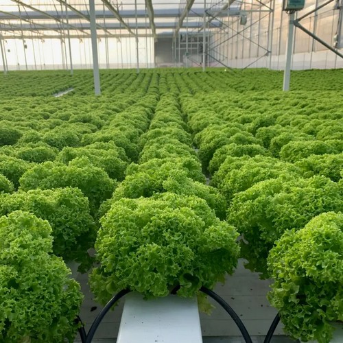 G AND N FORTUNE LIMITED’s advanced plant grow light enhancing hydroponic yields.