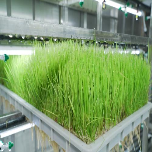 G AND N FORTUNE LIMITED’s hydroponic equipment serves fodder restaurant.