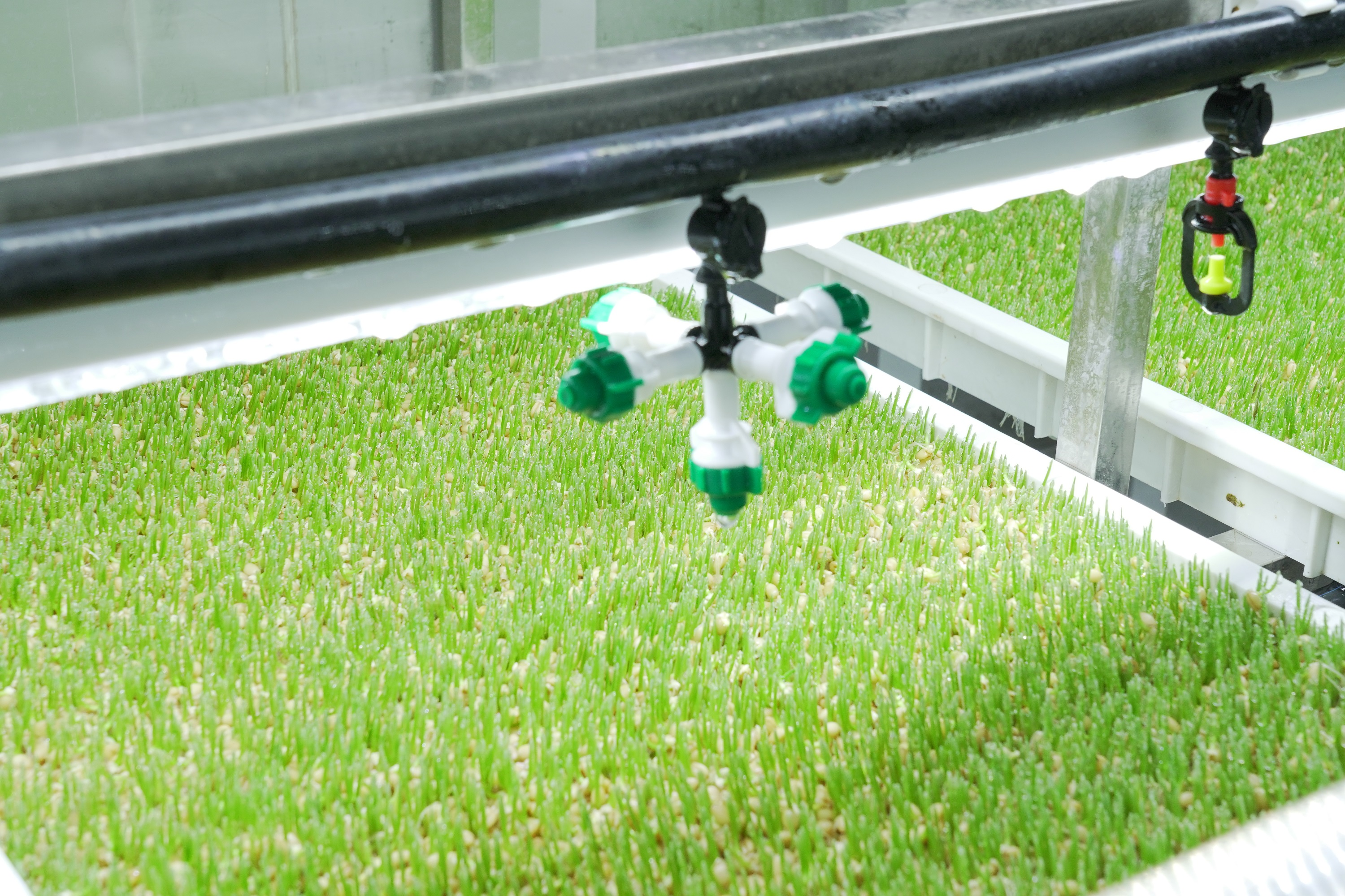 G AND N FORTUNE LIMITED's Hydroponic Equipment for Fodder