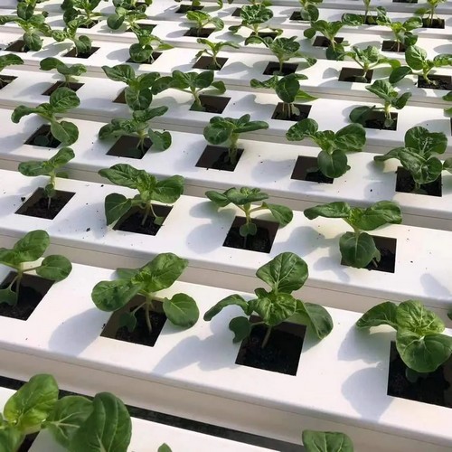 G AND N FORTUNE LIMITED's hydroponic growing system for hydroponic cultivation.