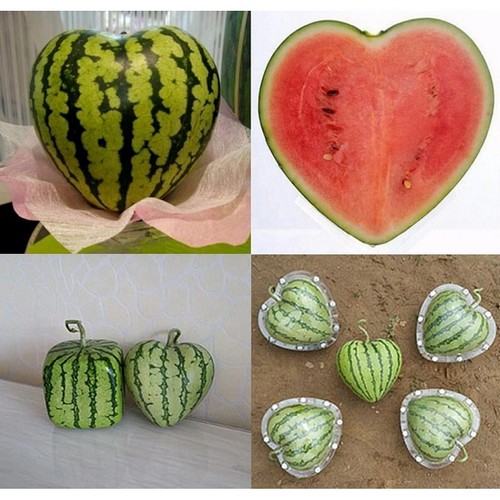 G AND N FORTUNE LIMITED's hydroponics for mold on outside of watermelon