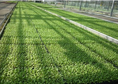 G AND N FORTUNE LIMITED provides tray seed for hydroponic setups.