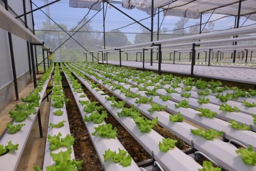 Explore G AND N FORTUNE LIMITED’s innovative hydroponics system for optimal