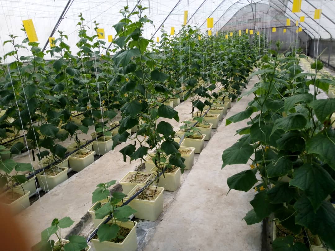 G AND N FORTUNE LIMITED offers Dutch buckets for hydroponics
