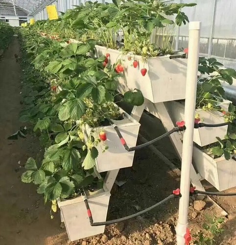 G AND N FORTUNE LIMITED offers strawberry gutter planters for hydroponics.